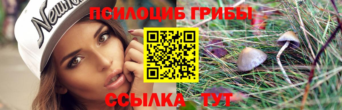 купить   Вход с VPN  Черногорск  Галлюциногенные грибы Cubensis 